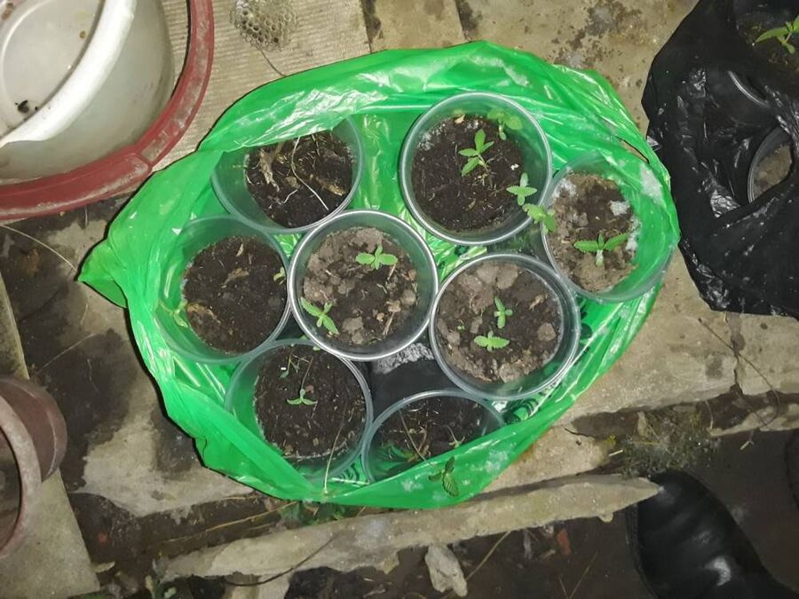 Факт незаконного культивирования наркосодержащих растений выявлен новоалександровскими полицейскими