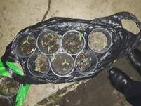 Факт незаконного культивирования наркосодержащих растений выявлен новоалександровскими полицейскими